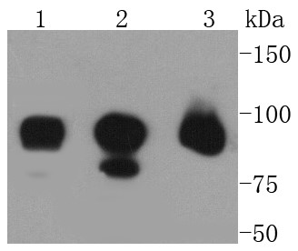 Lane 1: HCT116 Cells; Lane 2: Jurkat Cells; Lane 3: 293T Cells; Probed with RALBP1 (36H1) Monoclonal Antibody (bsm-52559R) at 1:1000 overnight at 4°C followed by a conjugated secondary antibody for 60 minutes at 37°C.