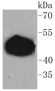 Mouse Brain Probed with GAP43 (8H2) Monoclonal Antibody (bsm-52565R) at 1:1000 overnight at 4°C followed by a conjugated secondary antibody for 60 minutes at 37°C.