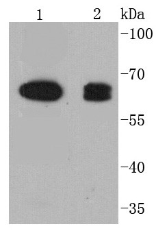 COX1/Cyclooxygenase 1 (4A8) Monoclonal Antibody