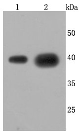 Lane 1: HepG2 cells lysates; Lane 2: A549 brain cells lysates; Probed with Cathepsin LVKH (9C3) Monoclonal Antibody (bsm-52919R) at 1:500 overnight at 4°C followed by a conjugated secondary antibody for 60 minutes at 37°C.