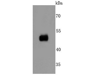 Human lung cells lysates; Probed with CD32 (1C4) Monoclonal Antibody (bsm-52918R) at 1:500 overnight at 4°C followed by a conjugated secondary antibody for 60 minutes at 37°C. Human lung cells lysates; Probed with CD32 (1C4) Monoclonal Antibody (bsm-52918R) at 1:500 overnight at 4°C followed by a conjugated secondary antibody for 60 minutes at 37°C.