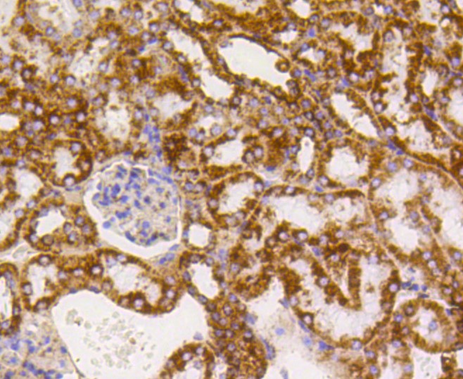 Paraformaldehyde-fixed and paraffin-embedded Mouse kidney tissue incubated with PBR (1D4) Monoclonal Antibody (bsm-52249R) at 1:100, overnight at 4°C, followed by a conjugated secondary antibody and DAB staining. Counterstained with hematoxylin.