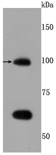 Lane 1: Hela cells lysates;Probed with TLR5 (6C1) Monoclonal Antibody (bsm-52905R) at 1:500 overnight at 4°C followed by a conjugated secondary antibody for 60 minutes at 37°C. Lane 1: Hela cells lysates;Probed with TLR5 (6C1) Monoclonal Antibody (bsm-52905R) at 1:500 overnight at 4°C followed by a conjugated secondary antibody for 60 minutes at 37°C.