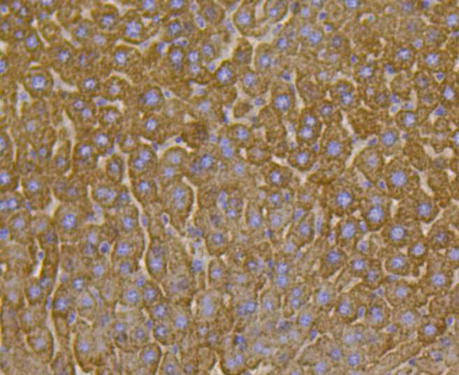 Paraformaldehyde-fixed and paraffin-embedded Mouse liver tissue incubated with VDAC1 (9A7) Monoclonal Antibody (bsm-52251R) at 1:100, overnight at 4\u00b0C, followed by a conjugated secondary antibody and DAB staining. Counterstained with hematoxylin.