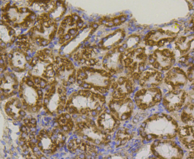 Paraformaldehyde-fixed and paraffin-embedded Mouse kidney tissue incubated with VDAC1 (9A7) Monoclonal Antibody (bsm-52251R) at 1:100, overnight at 4\u00b0C, followed by a conjugated secondary antibody and DAB staining. Counterstained with hematoxylin.