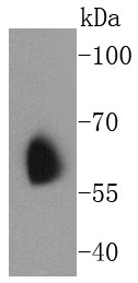 Human brain Probed with Kv1.1 potassium channel (5B8) Monoclonal Antibody (bsm-52626R) at 1:1000 overnight at 4°C followed by a conjugated secondary antibody for 60 minutes at 37°C.