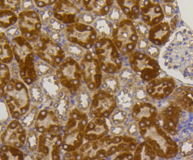 Paraformaldehyde-fixed and paraffin-embedded Mouse kidney tissue incubated with Alkaline Phosphatase (1G9) Monoclonal Antibody (bsm-52252R) at 1:100, overnight at 4°C, followed by a conjugated secondary antibody and DAB staining. Counterstained with hematoxylin.