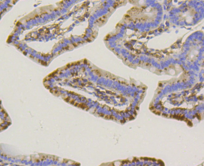 Paraformaldehyde-fixed and paraffin-embedded Mouse small intestine tissue incubated with Alkaline Phosphatase (1G9) Monoclonal Antibody (bsm-52252R) at 1:100, overnight at 4°C, followed by a conjugated secondary antibody and DAB staining. Counterstained with hematoxylin.
