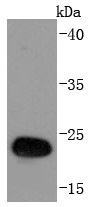 GST protein lysates; Probed with GST-Tag (HRP conjugated) (2C1) Monoclonal Antibody (bsm-52888R) at 1:1000 overnight at 4°C followed by a conjugated secondary antibody for 60 minutes at 37°C.
