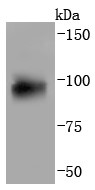 Lane 1: human lung lysates;Probed with Aryl hydrocarbon Receptor (3C7) Monoclonal Antibody (bsm-52886R) at 1:1000 overnight at 4°C followed by a conjugated secondary antibody for 60 minutes at 37°C.