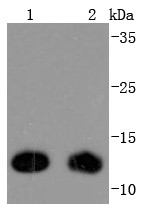 Lane 1: Hela lysates; Lane 2: 293T lysates; Probed with Thioredoxin (9C1) Monoclonal Antibody (bsm-52868R) at 1:1000 overnight at 4°C followed by a conjugated secondary antibody for 60 minutes at 37°C.