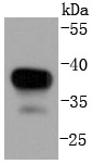 Hela cell lysate probed with MEK3 (4C1) Monoclonal Antibody (bsm-52658R) at 1:1000 overnight at 4°C followed by a conjugated secondary antibody for 60 minutes at 37°C.