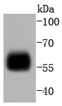 THP-1 cells Probed with IRF5 (2C5) Monoclonal Antibody (bsm-52655R) at 1:1000 overnight at 4°C followed by a conjugated secondary antibody for 60 minutes at 37°C.