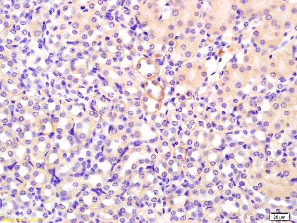 Formalin-fixed and paraffin embedded mouse kidney labeled with Rabbit Anti FGF1/AFGF Polyclonal Antibody, Unconjugated (bs-0229R) at 1:200 followed by conjugation to the secondary antibody and DAB staining