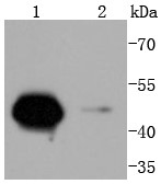 Lane 1: PC-12 Cells; Lane 2: NIH/3T3 Cells; Probed with Cyclin A2 (2C2) Monoclonal Antibody (bsm-52660R) at 1:1000 overnight at 4°C followed by a conjugated secondary antibody for 60 minutes at 37°C.