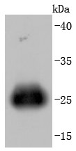K562 cell lysate transfected with GFP probed with GFP (HRP conjugated) (14C4) Monoclonal Antibody (bsm-52848R) at 1:1000 overnight at 4°C.