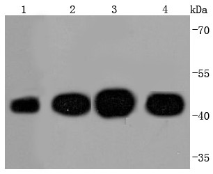 Lane 1: Zebrafish lysates:Lane 2: Hela lysates;Lane 3: PC-12 lysates;Lane 4: NIH/3T3 lysates;Probed with Actin (6C11) Monoclonal Antibody (bsm-52832R) at 1:1000 overnight at 4°C followed by a conjugated secondary antibody for 60 minutes at 37°C._x000D_ _x000D_ Lane 1: Zebrafish lysates:Lane 2: Hela lysates;Lane 3: PC-12 lysates;Lane 4: NIH/3T3 lysates;Probed with Actin (6C11) Monoclonal Antibody (bsm-52832R) at 1:1000 overnight at 4°C followed by a conjugated secondary antibody for 60 minutes at 37°C._x000D_ _x000D_