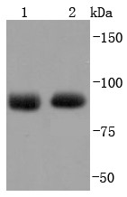 Lane 1: Hela lysates; Lane 2: MCF-7 lysates; Probed with Argonaute 2 (7C3) Monoclonal Antibody (bsm-52820R) at 1:1000 overnight at 4°C followed by a conjugated secondary antibody for 60 minutes at 37°C.