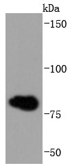 Lane 1: Hela cells cells lysates;Probed with gamma Catenin (5C1) Monoclonal Antibody (bsm-52815R) at 1:1000 overnight at 4°C followed by a conjugated secondary antibody for 60 minutes at 37°C.
