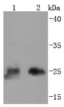 Lane 1: 293T lysates; Lane 2: Hela lysates; Probed with Thymidine Kinase 1 (9C1)Monoclonal Antibody (bsm-52813R) at 1:1000 overnight at 4°C followed by a conjugated secondary antibody for 60 minutes at 37°C.