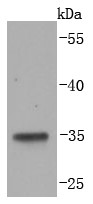 Lane 1: MCF-7 lysates; Probed with LYVE1 (5C1) Monoclonal Antibody (bsm-52811R) at 1:1000 overnight at 4°C followed by a conjugated secondary antibody for 60 minutes at 37°C.