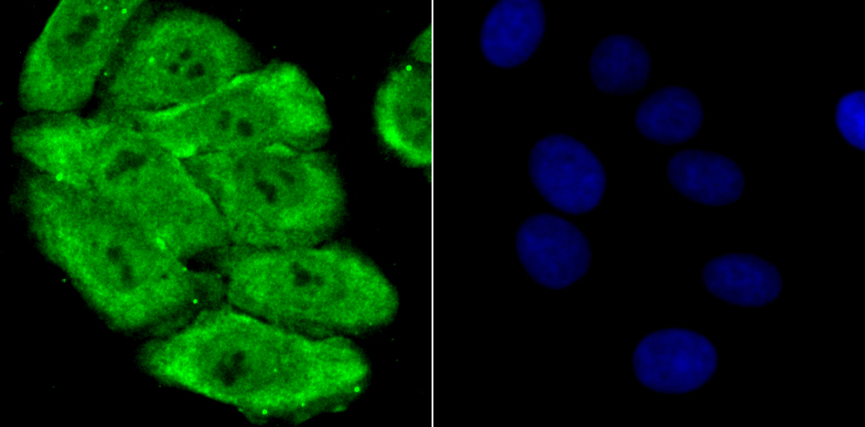 IF(ICC) staining with PSMA1 (10A2) Monoclonal Antibody (bsm-54170R) at 1:300 in HepG2 cells (green). The nuclear counterstain is DAPI (blue). Cells were fixed in paraformaldehyde, permeabilized with 0.25% Triton X100/PBS.