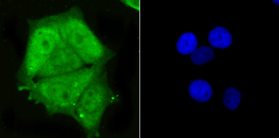 IF(ICC) staining with PSMA1 (10A2) Monoclonal Antibody (bsm-54170R) at 1:300 in MCF-7 cells (green). The nuclear counterstain is DAPI (blue). Cells were fixed in paraformaldehyde, permeabilized with 0.25% Triton X100/PBS.