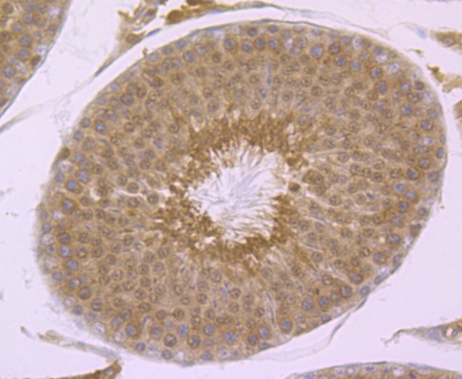 Paraformaldehyde-fixed and paraffin-embedded Rat Testis tissue incubated with PSMA1 (10A2) Monoclonal Antibody (bsm-54170R) at 1:100, overnight at 4°C, followed by a conjugated secondary antibody and DAB staining. Counterstained with hematoxylin.