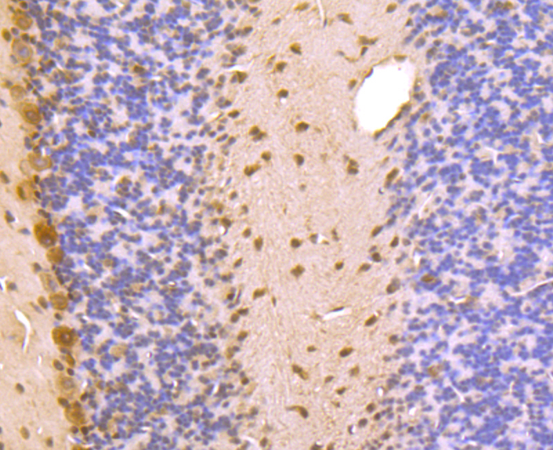 Paraformaldehyde-fixed and paraffin-embedded Mouse Cerebellum tissue incubated with PSMA1 (10A2) Monoclonal Antibody (bsm-54170R) at 1:100, overnight at 4°C, followed by a conjugated secondary antibody and DAB staining. Counterstained with hematoxylin.