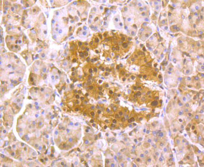 Paraformaldehyde-fixed and paraffin-embedded Human Pancreas tissue incubated with PSMA1 (10A2) Monoclonal Antibody (bsm-54170R) at 1:100, overnight at 4°C, followed by a conjugated secondary antibody and DAB staining. Counterstained with hematoxylin.