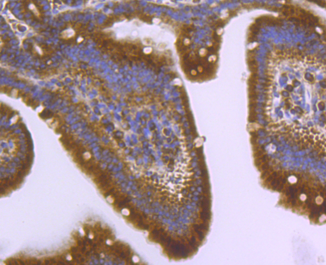 Paraformaldehyde-fixed and paraffin-embedded Mouse Small Intestine tissue incubated with ATG3 (9C8) Monoclonal Antibody (bsm-54179R) at 1:100, overnight at 4°C, followed by a conjugated secondary antibody and DAB staining. Counterstained with hematoxylin.