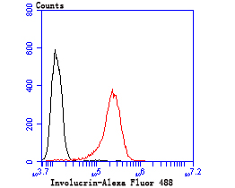 Flow cytometric analysis of A431 cells with Involucrin (7C8) Monoclonal Antibody (bsm-54182R) 1:50 dilution (red) compared with an unlabeled control (cells without incubation with primary antibody; black). Flow cytometric analysis of A431 cells with Involucrin (7C8) Monoclonal Antibody (bsm-54182R) 1:50 dilution (red) compared with an unlabeled control (cells without incubation with primary antibody; black).