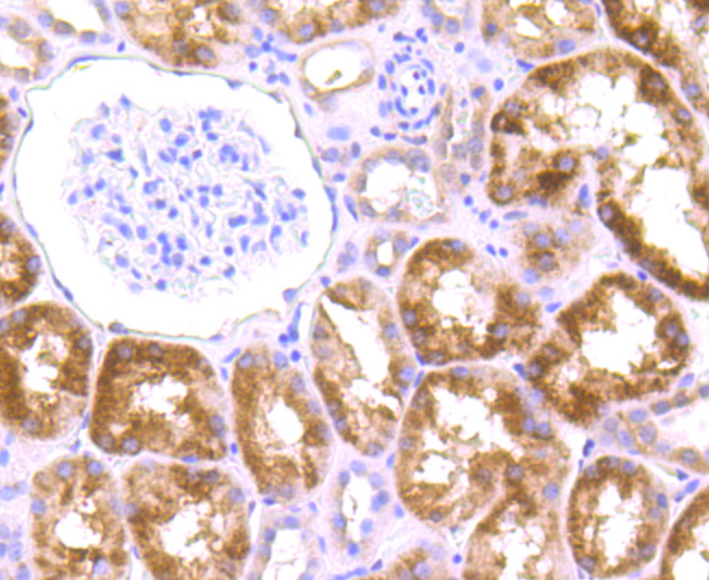 Paraformaldehyde-fixed and paraffin-embedded Human Kidney tissue incubated with Drosha (5C9) Monoclonal Antibody (bsm-54184R) at 1:100, overnight at 4°C, followed by a conjugated secondary antibody and DAB staining. Counterstained with hematoxylin.