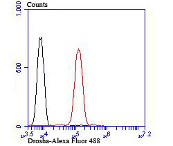 Flow cytometric analysis of Jurkat cells with Drosha (5C9) Monoclonal Antibody (bsm-54184R) 1:100 dilution (red) compared with an unlabeled control (cells without incubation with primary antibody; black).