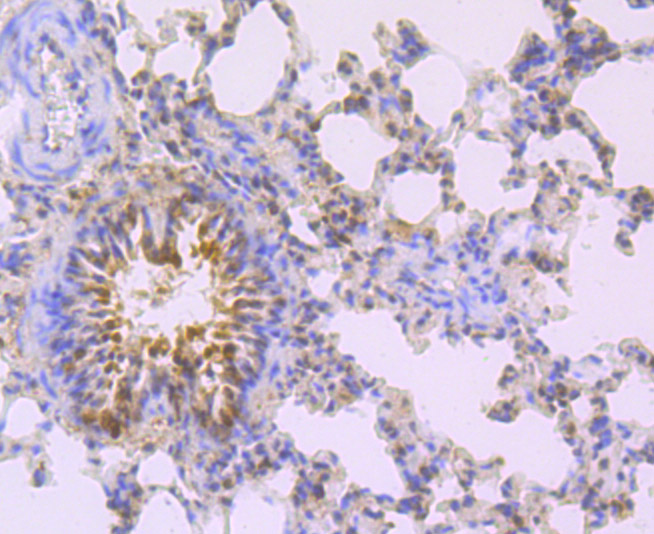 Paraformaldehyde-fixed and paraffin-embedded Rat Lung tissue incubated with Mad2L2 (1C4) Monoclonal Antibody (bsm-54188R) at 1:100, overnight at 4°C, followed by a conjugated secondary antibody and DAB staining. Counterstained with hematoxylin.