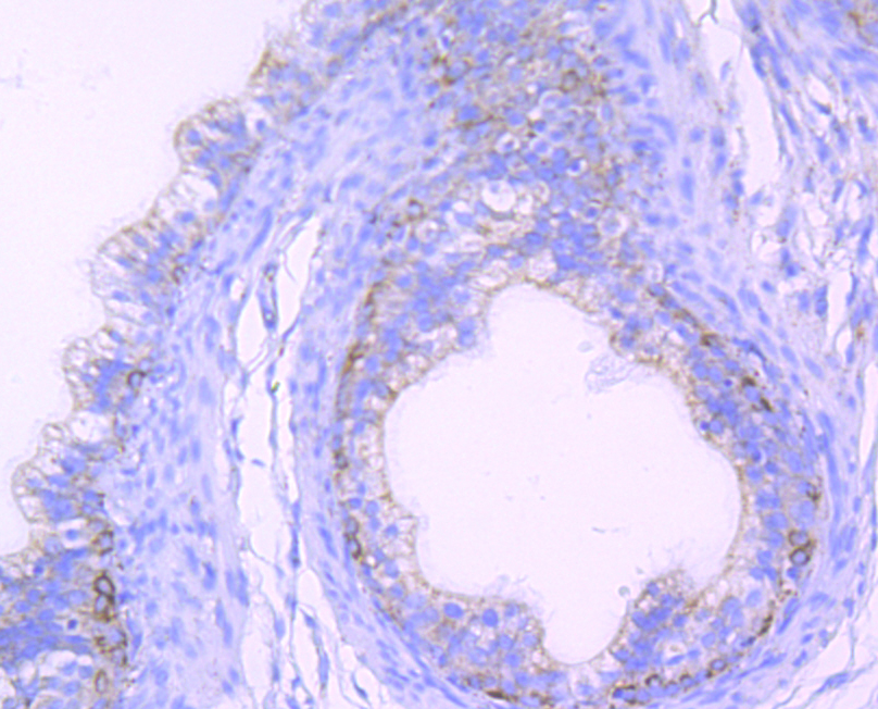 Paraformaldehyde-fixed and paraffin-embedded Rat Epididymis tissue incubated with Citrate synthase (3C3) Monoclonal Antibody (bsm-54190R) at 1:100, overnight at 4°C, followed by a conjugated secondary antibody and DAB staining. Counterstained with hematoxylin.