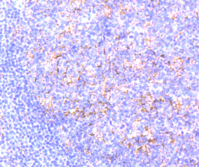 Paraformaldehyde-fixed and paraffin-embedded Human Tonsil tissue incubated with Citrate synthase (3C3) Monoclonal Antibody (bsm-54190R) at 1:100, overnight at 4°C, followed by a conjugated secondary antibody and DAB staining. Counterstained with hematoxylin.