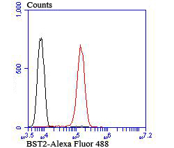 Flow cytometric analysis of Jurkat cells with BST2 (1C3) Monoclonal Antibody (bsm-54196R) 1:100 dilution (red) compared with an unlabeled control (cells without incubation with primary antibody; black).