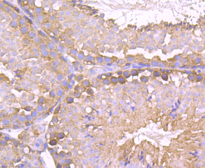 Paraformaldehyde-fixed and paraffin-embedded Mouse Testis tissue incubated with TPT1 (7C1) Monoclonal Antibody (bsm-54198R) at 1:100, overnight at 4°C, followed by a conjugated secondary antibody and DAB staining. Counterstained with hematoxylin.