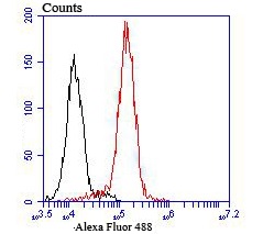 Flow cytometric analysis of THP-1 cells with TPT1 (7C1) Monoclonal Antibody (bsm-54198R) 1:100 dilution (red) compared with an unlabeled control (cells without incubation with primary antibody; black).