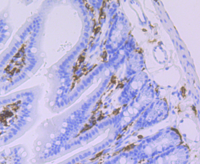 Paraformaldehyde-fixed and paraffin-embedded Mouse Colon tissue incubated with HLA-DQA1 (8C1) Monoclonal Antibody (bsm-54201R) at 1:100, overnight at 4°C, followed by a conjugated secondary antibody and DAB staining. Counterstained with hematoxylin.