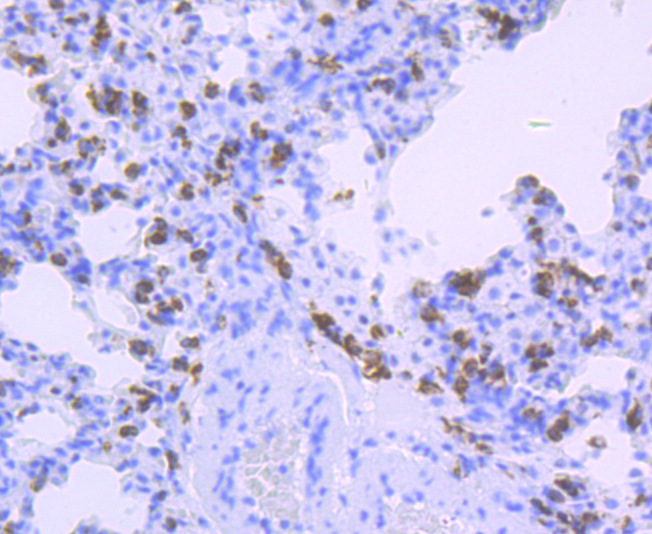 Paraformaldehyde-fixed and paraffin-embedded Rat Lung tissue incubated with HLA-DQA1 (8C1) Monoclonal Antibody (bsm-54201R) at 1:100, overnight at 4°C, followed by a conjugated secondary antibody and DAB staining. Counterstained with hematoxylin.