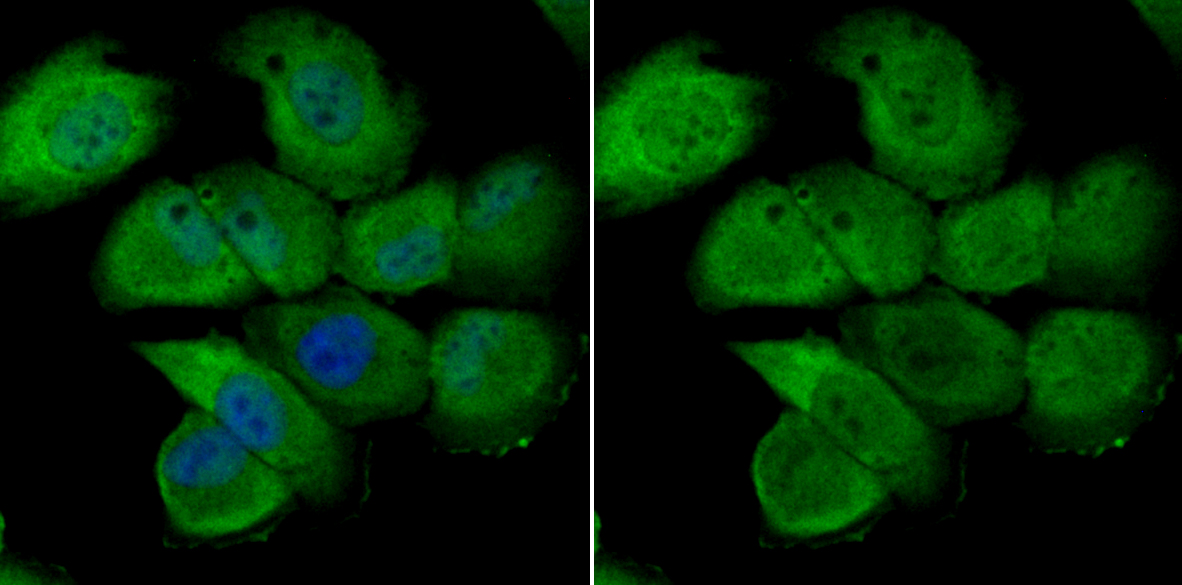 IF(ICC) staining with THOC1 (7G3) Monoclonal Antibody (bsm-54202R) at 1:100 in HUVEC cells (green). The nuclear counterstain is DAPI (blue). Cells were fixed in paraformaldehyde, permeabilized with 0.25% Triton X100/PBS.