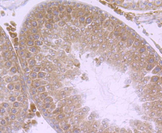 Paraformaldehyde-fixed and paraffin-embedded Rat Testis tissue incubated with THOC1 (7G3) Monoclonal Antibody (bsm-54202R) at 1:100, overnight at 4°C, followed by a conjugated secondary antibody and DAB staining. Counterstained with hematoxylin.