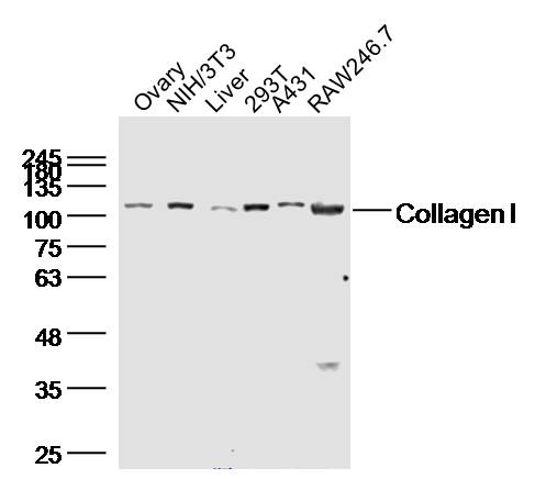 Lane 1: Mouse Ovary; Lane 2: NIH\/3T3; Lane 3: Rat Liver; Lane 4: 293T; Lane 5: A431; Lane 6: RAW264.7; Probed with Collagen I Polyclonal Antibody (bs-10423R) at 1:300 dilution overnight at 4\u00b0C followed by a conjugated secondary antibody for 60 minutes at 37\u00b0C.\r\n