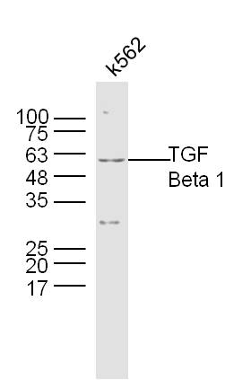 K562 Cell lysates probed with TGF Beta 1 Polyclonal Antibody, unconjugated (bs-0103R) at 1:300 overnight at 4°C followed by a conjugated secondary antibody at 1:10000 for 60 minutes at 37°C. Bottom band is the Latency-associated peptide (LAP).