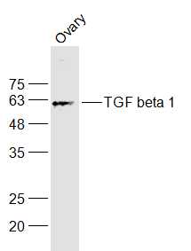 Lane 1: Mouse Ovary; Probed with TGF beta 1 Polyclonal Antibody, Unconjugated (bs-0086R) at 1:1000 dilution, overnight at 4˚C. Followed by secondary antibody incubation at 1:10000 for 60 min at 37˚C.