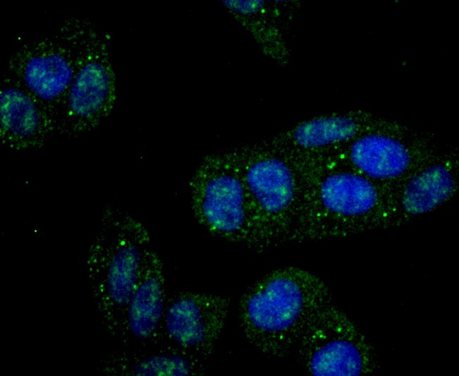 IF(ICC) staining with IKK gamma (4A4) Monoclonal Antibody (bsm-54012R) at 1:100 in Hela cells (green). The nuclear counterstain is DAPI (blue). Cells were fixed in paraformaldehyde, permeabilized with 0.25% Triton X100/PBS.
