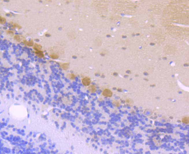 Paraformaldehyde-fixed and paraffin-embedded Mouse Cerebellum tissue incubated with CSNK2B (2C9) Monoclonal Antibody (bsm-54217R) at 1:100, overnight at 4°C, followed by a conjugated secondary antibody and DAB staining. Counterstained with hematoxylin.