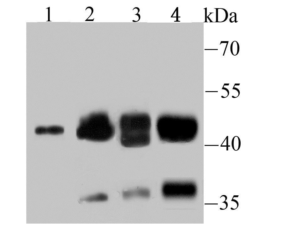 Lane 1: Hela Cells; Lane 2: NIH-3T3 Cells; Lane 3: Rat Kidney; Lane 4: Mouse Testis; Probed with NCK1 (7C2) Monoclonal Antibody (bsm-54207R) at 1:500 overnight at 4°C followed by a conjugated secondary antibody for 60 minutes at 37°C.